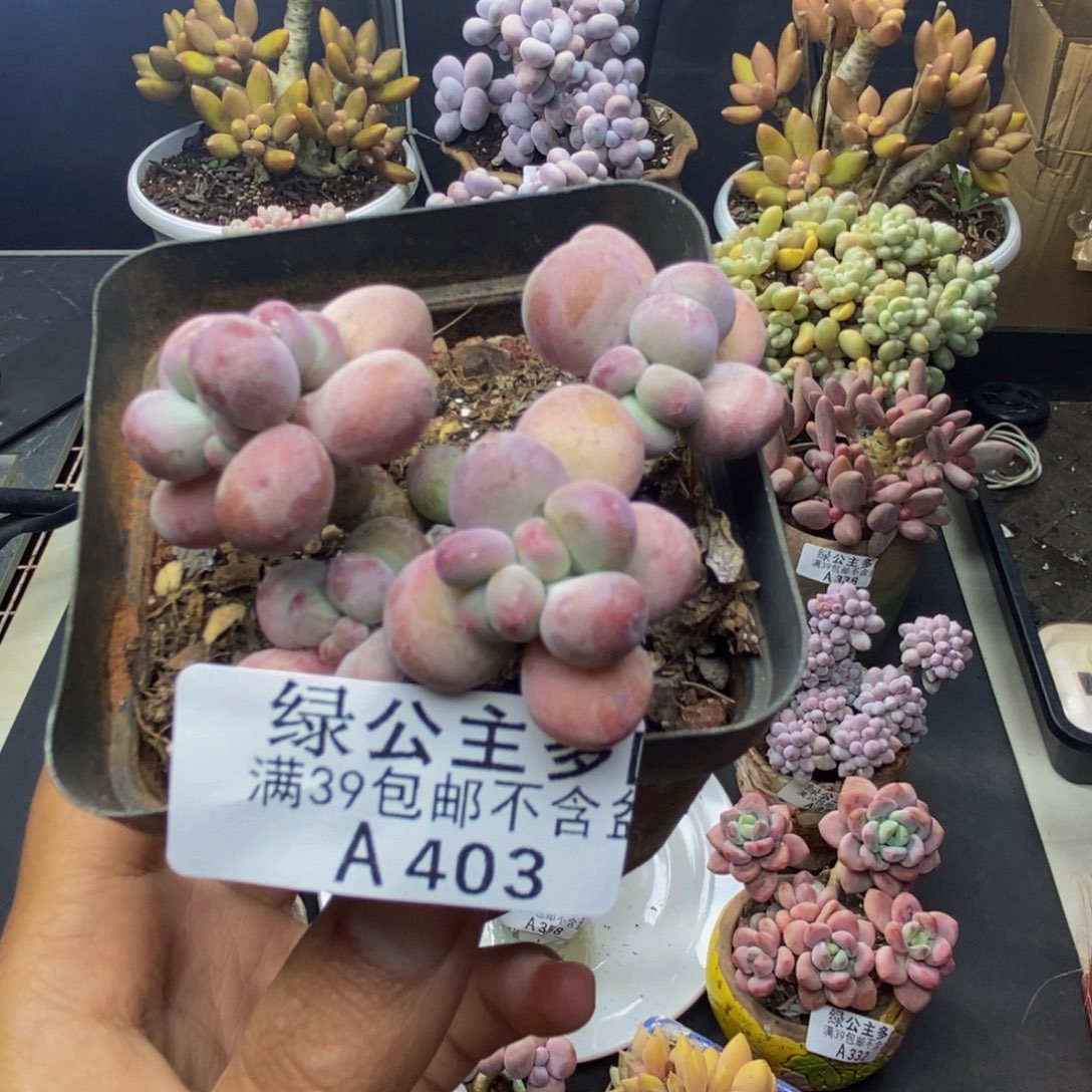 403苹果奶一代多肉5c m