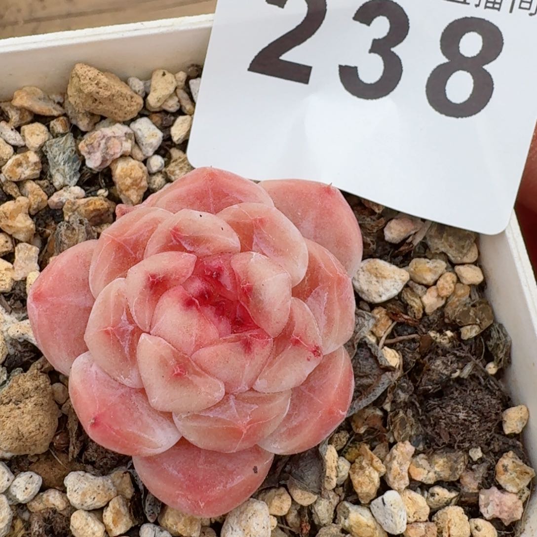 冰魄       多肉植物