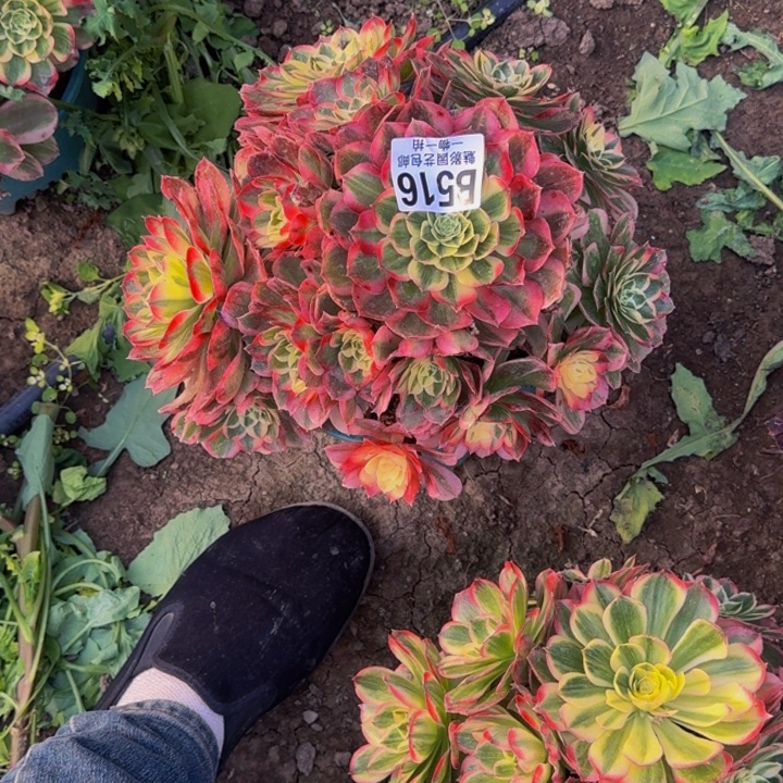 玉芙蓉花30-37包邮花花