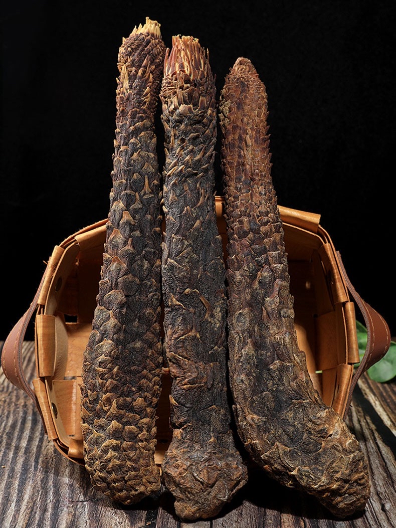 阿拉善荒漠油性肉苁蓉