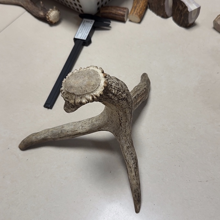 菜***羊香榧木鹿角工艺品原料