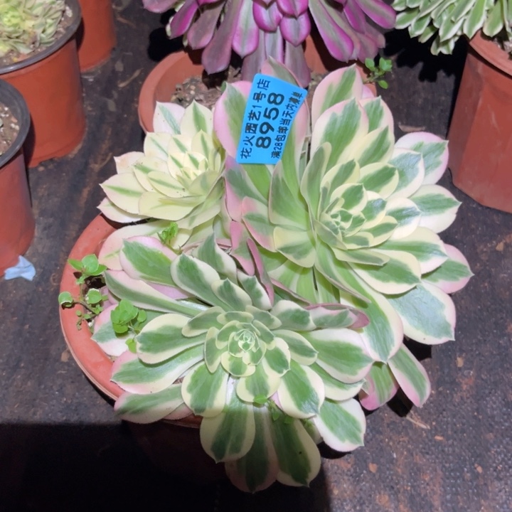 白凤8958多肉植物