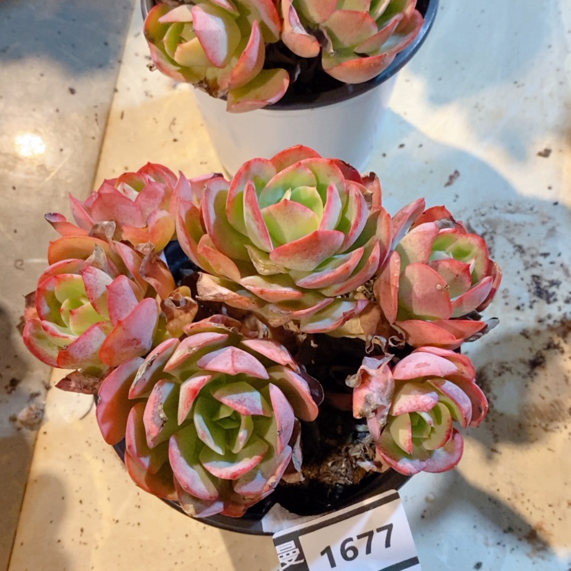 【闪购商品】克里斯汀1677