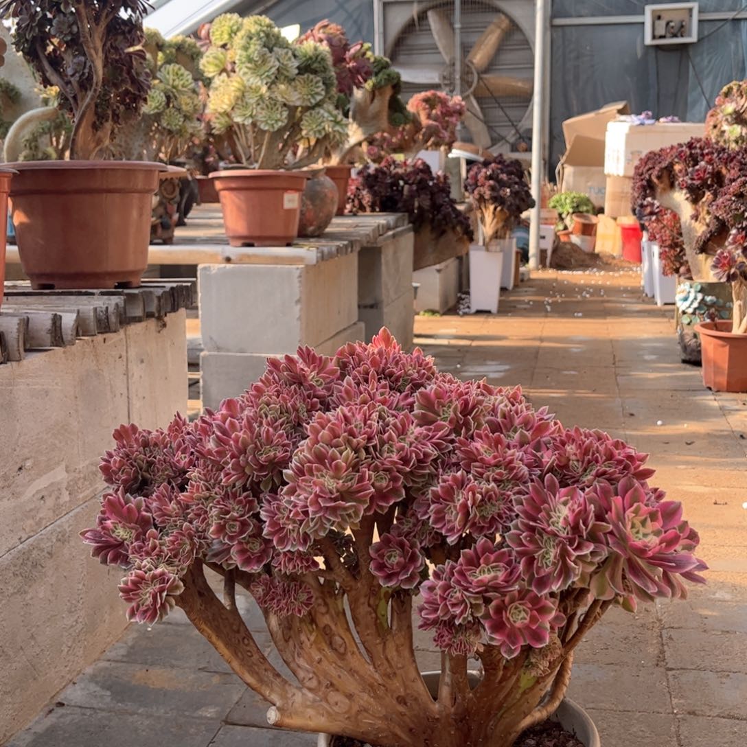 粉女巫朵朵微瑕福利