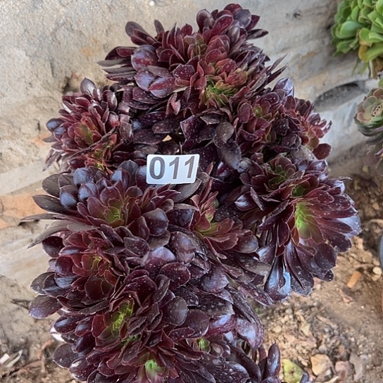 汤*多肉植物一个