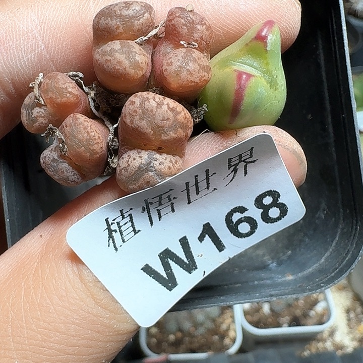 168号多肉植物哇c f