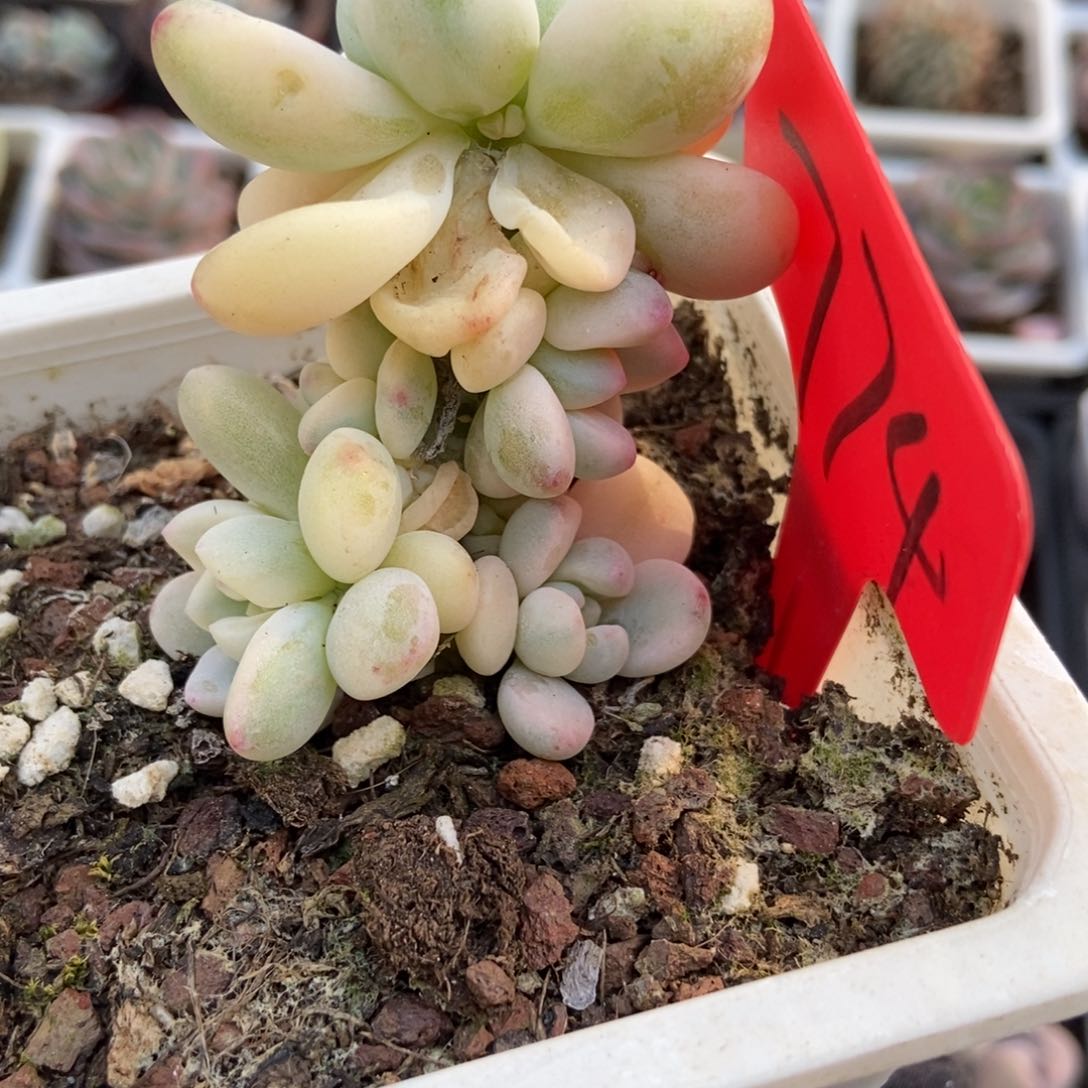 774劳尔锦多肉植物保护