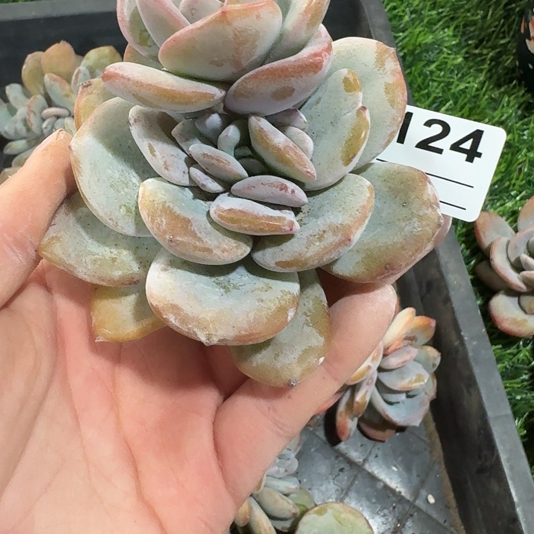 市***民A124  多肉售后范围：签收起7天内