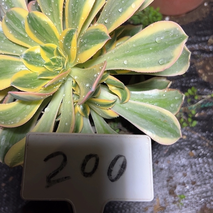 多肉植物灿烂法师