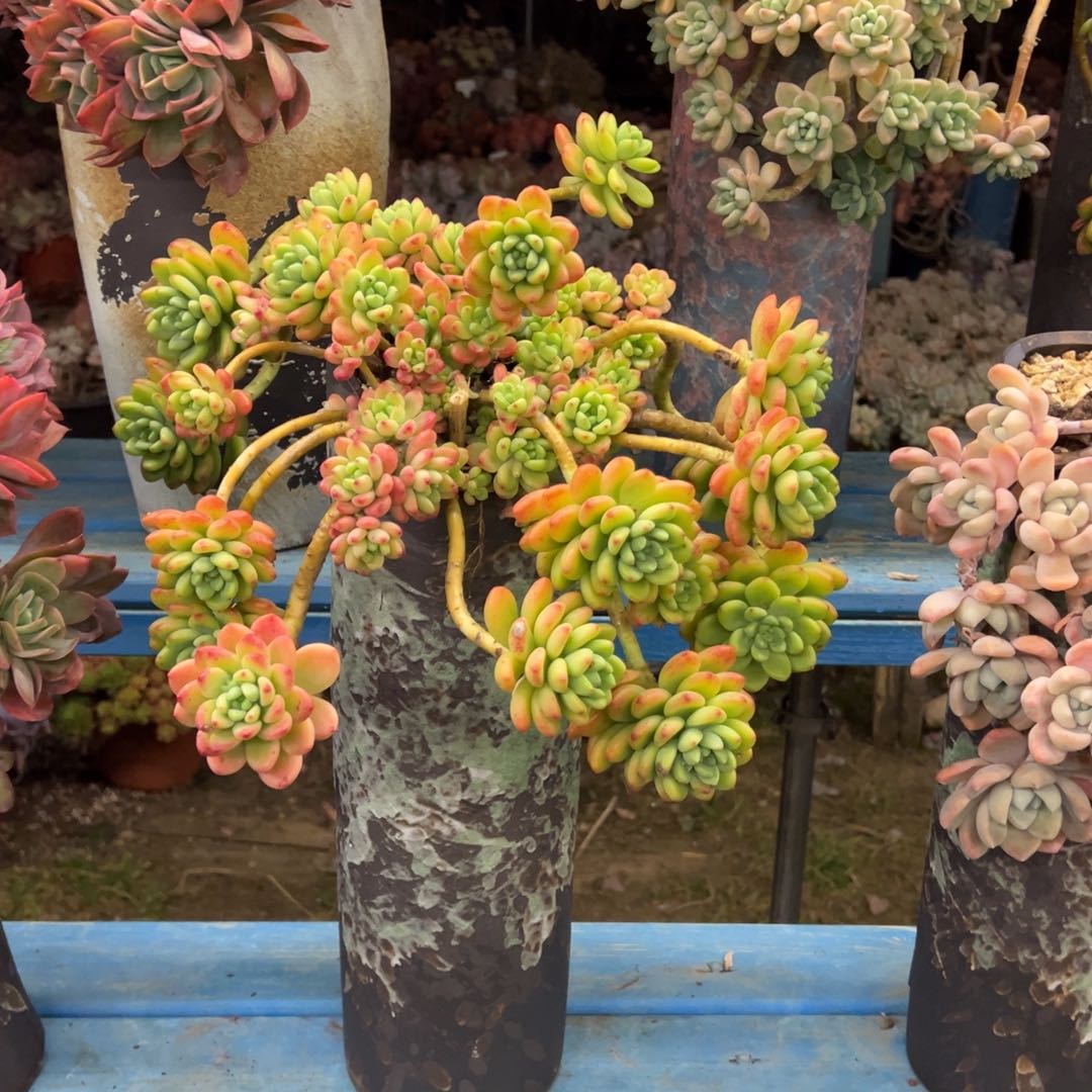 精品香格里拉悬崖 裸根