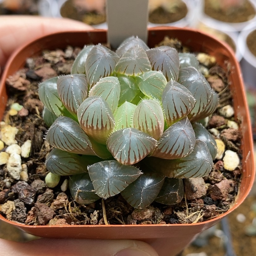 【闪购商品】19洛神