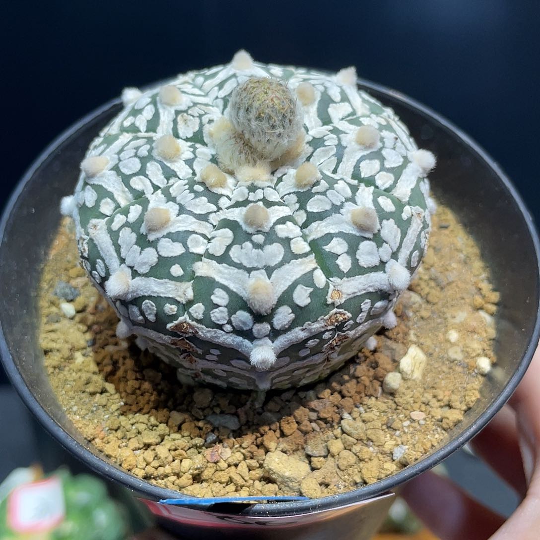 86号实生战损大宽v兜