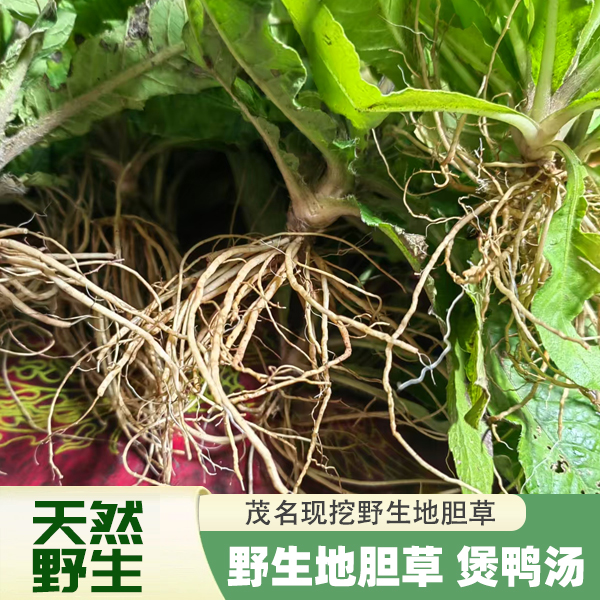 茂名农家正宗纯天然野生地胆草野菜根煲鸭汤广东天然汤料