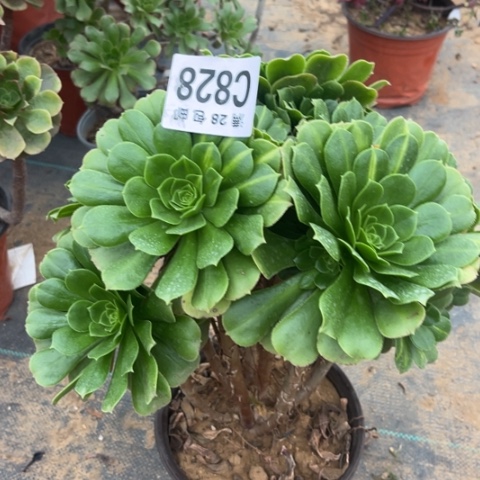 828绿羊绒不包断枝