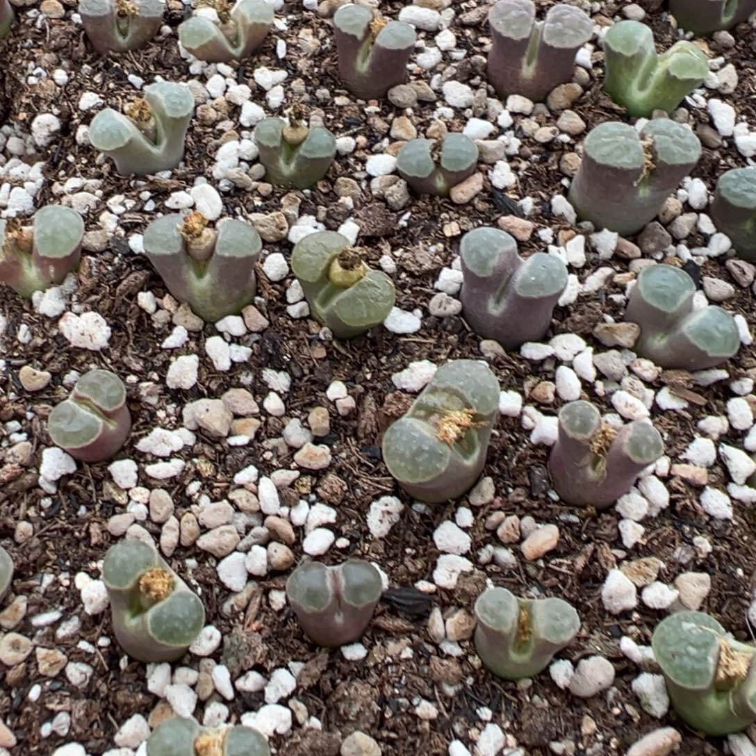 量拍班克雪花磁铁风铃一颗