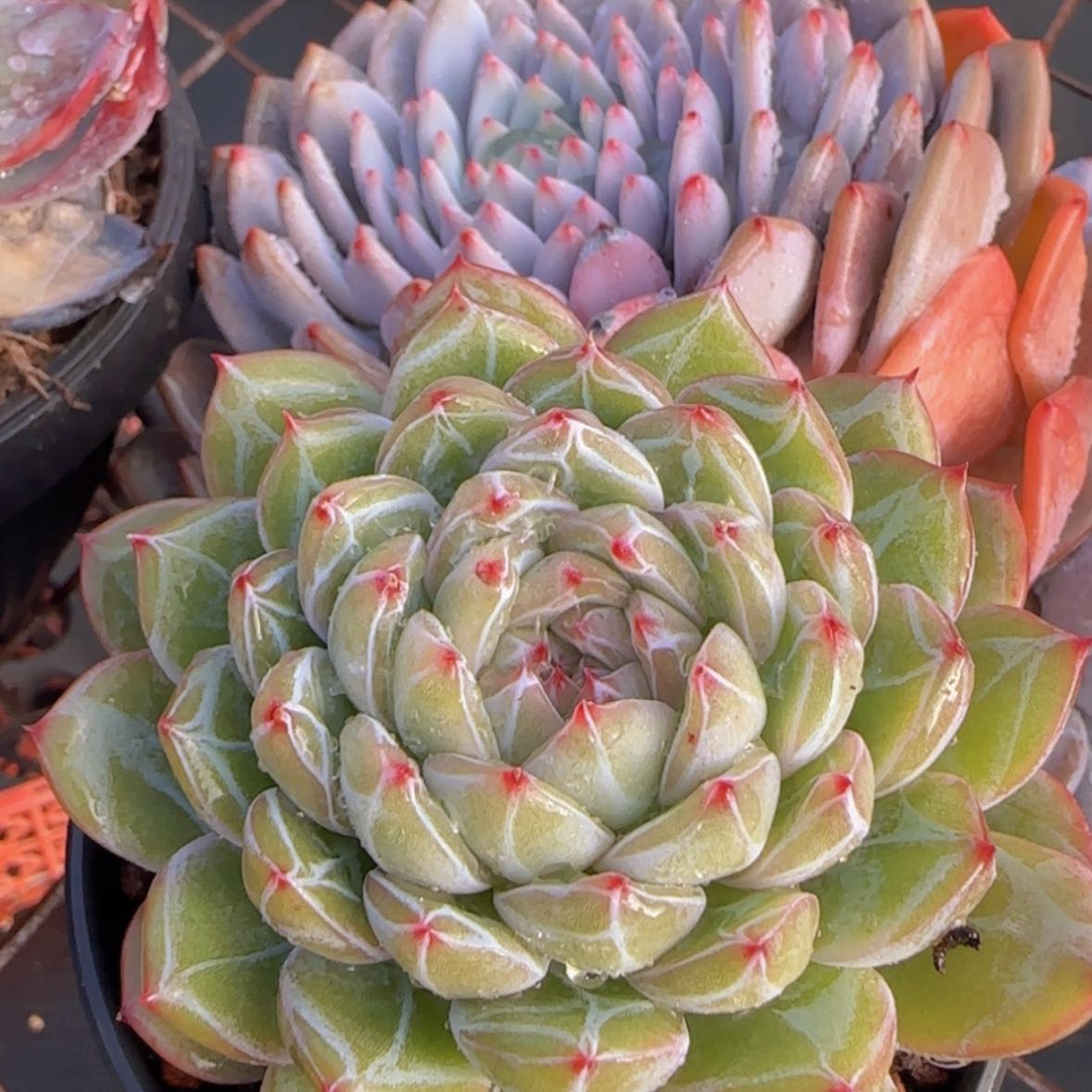 【闪购商品】雪花珍妮9.9