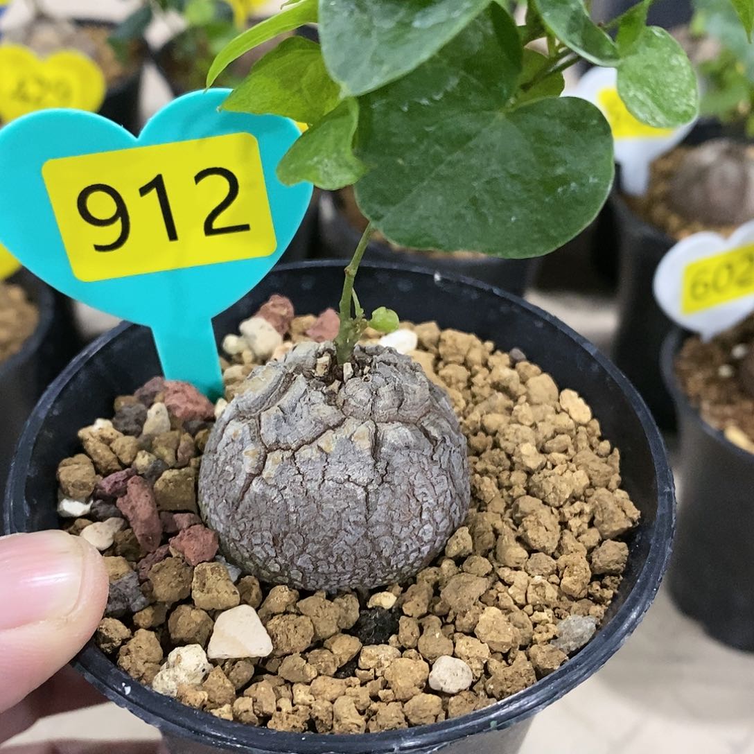 南非龟甲龙龟甲龙