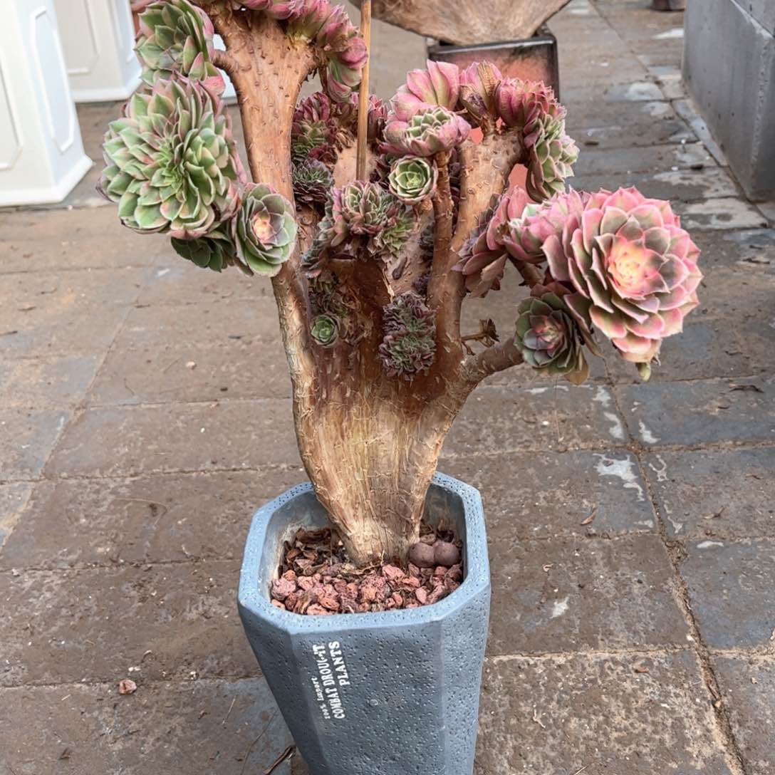 红荔枝朵朵老板微瑕