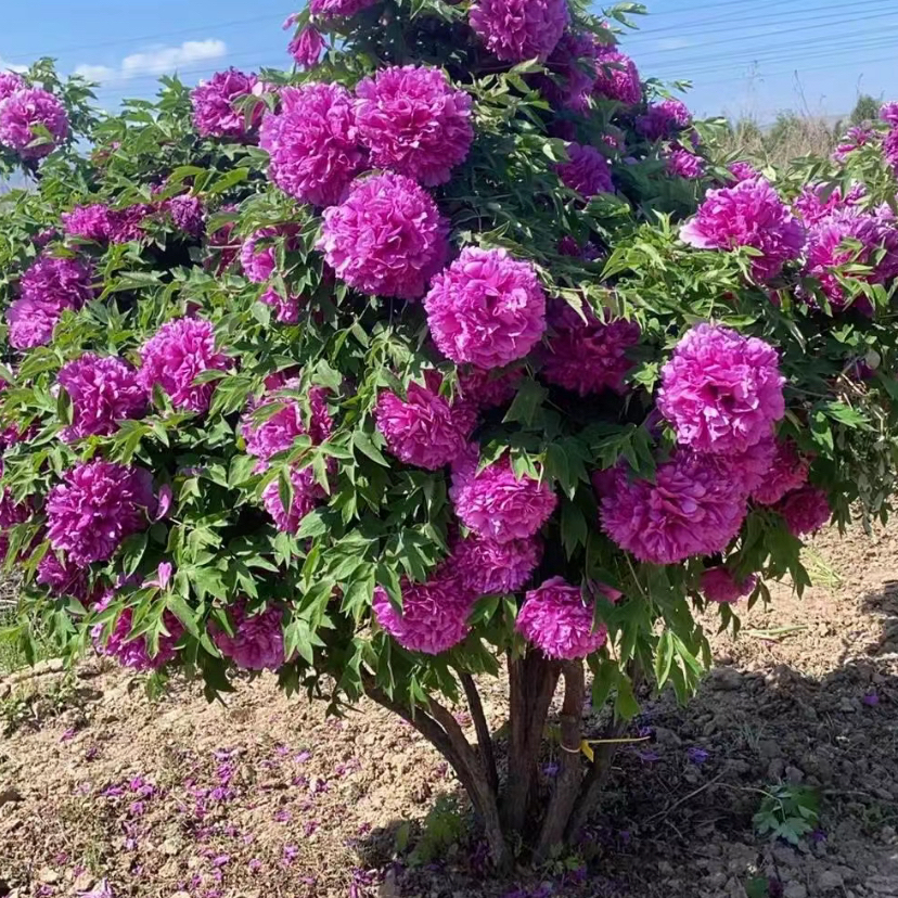 紫斑牡丹重瓣大花耐寒庭院种植定制木架发货
