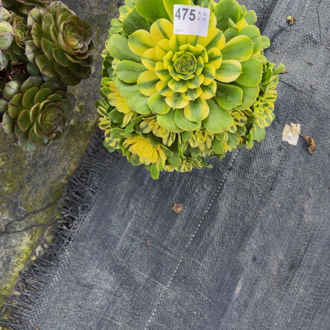 多肉辛尼亚00000000475