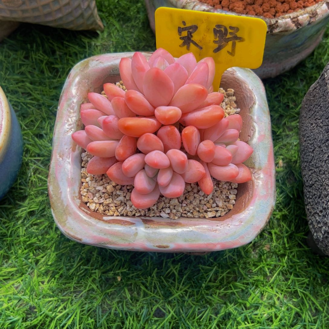 L***～小老桩香水多肉植物