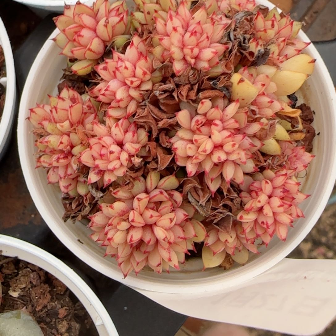 花语逸镜0127-565糖心