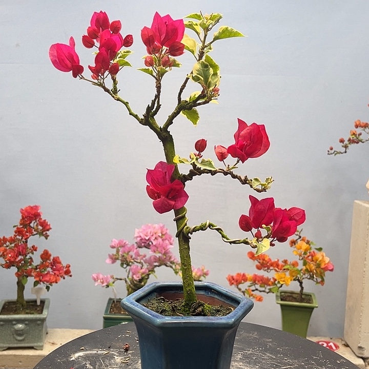 完全开放三角梅一物一拍