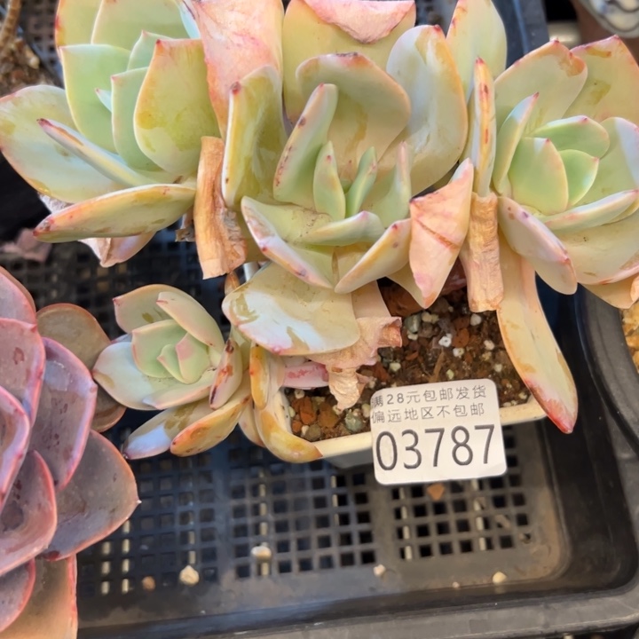 幸运的是你还没遇到幸运