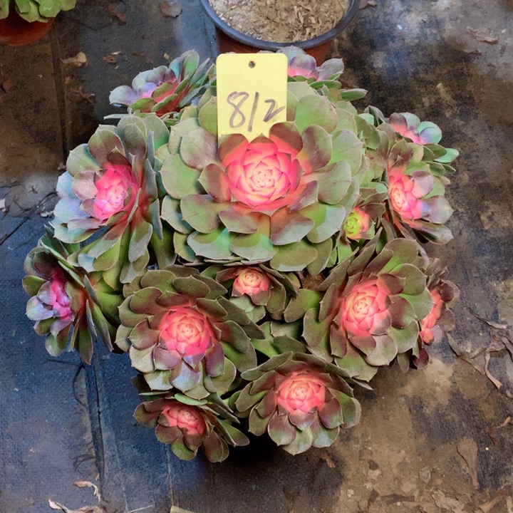 812牡丹仙子多肉一物一拍