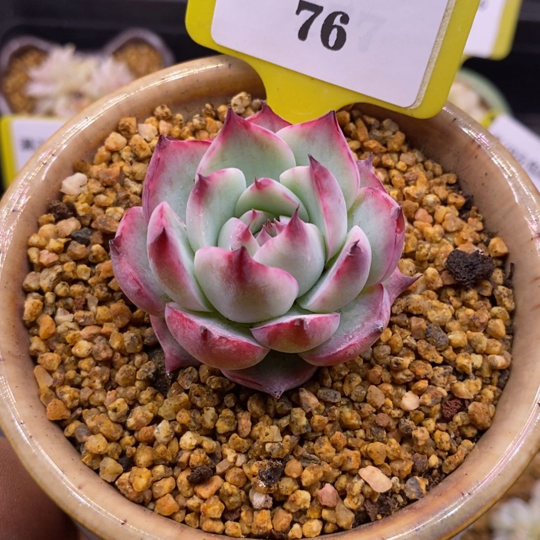 676惊鸿单头福利多肉