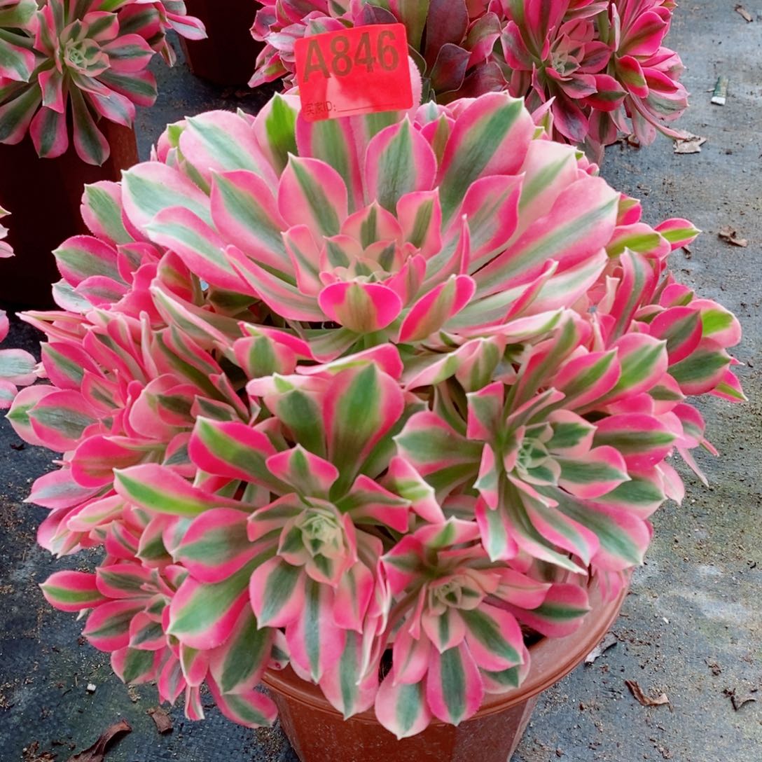 粉女巫846多肉11111