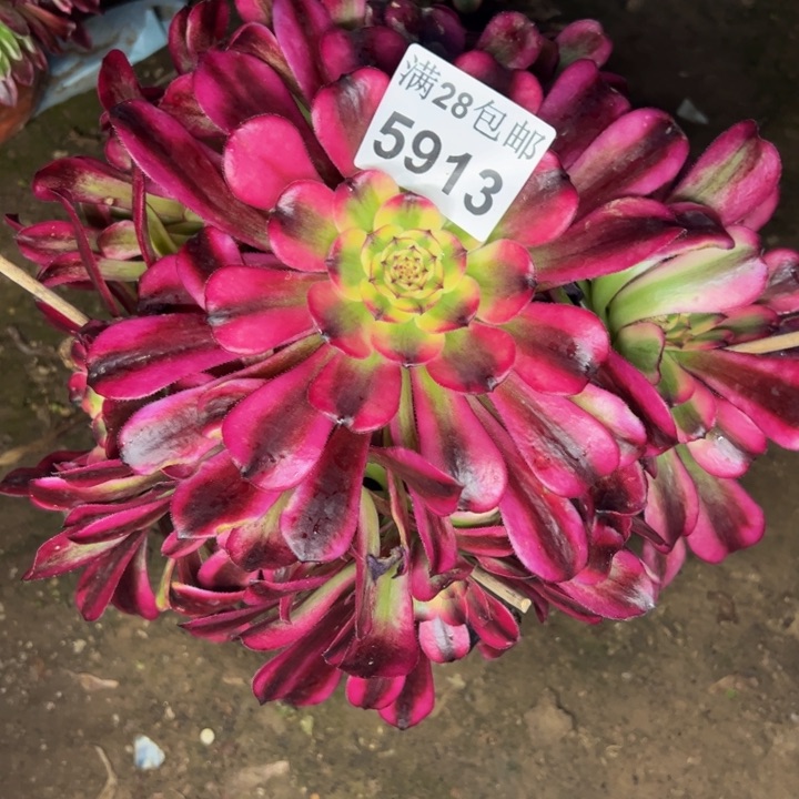 5913舞天姬多肉植物