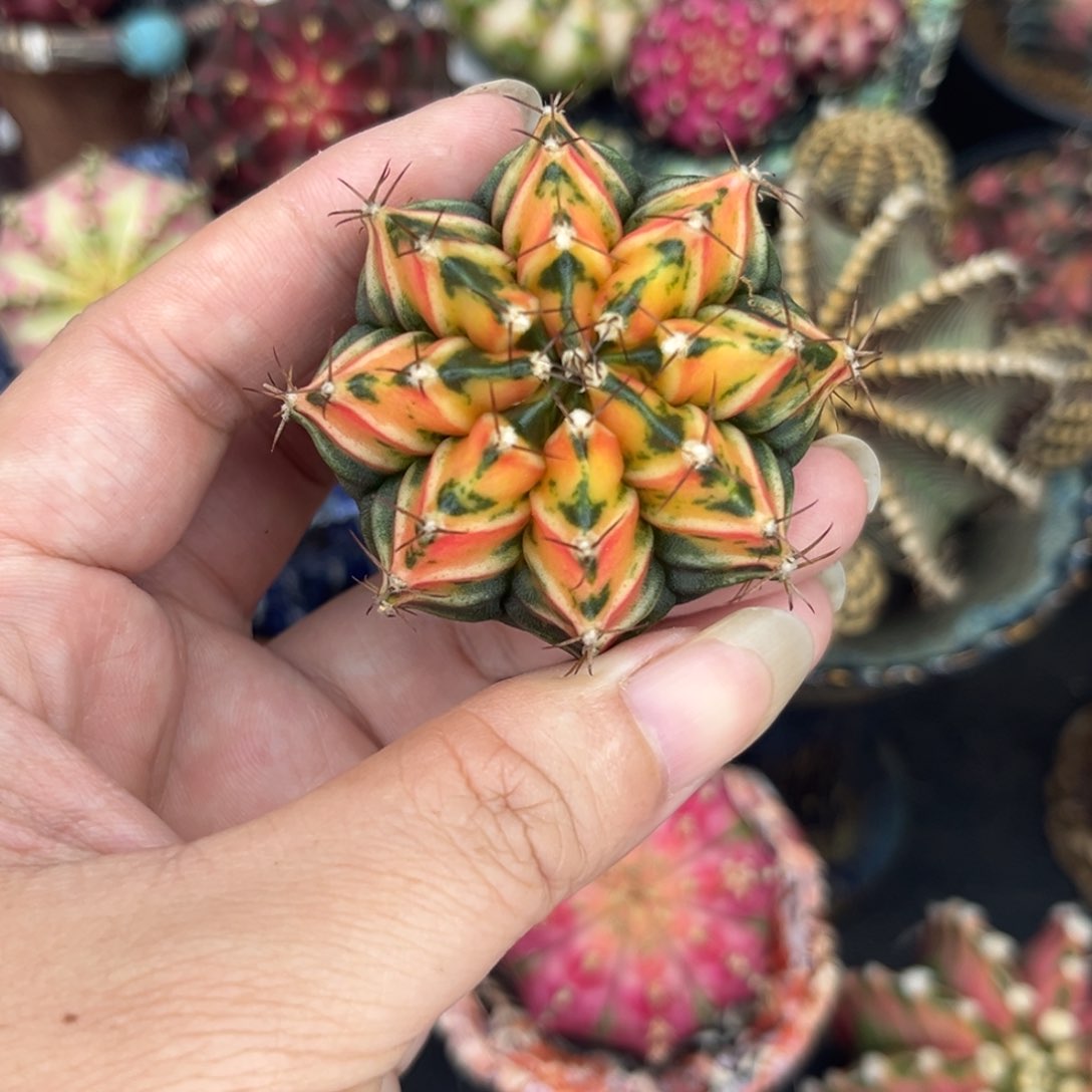 泰系米哈锦，带盆土发货