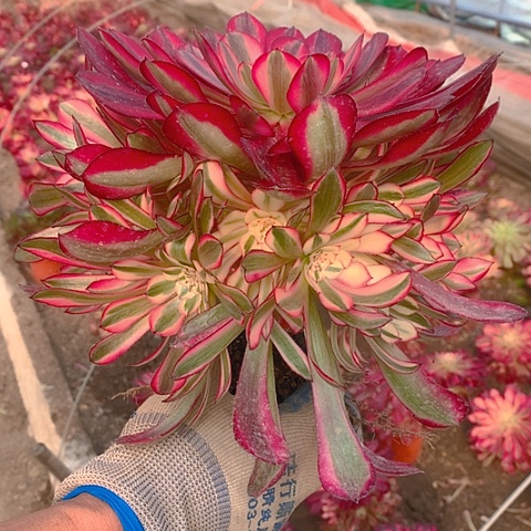 239红铜白多肉植物