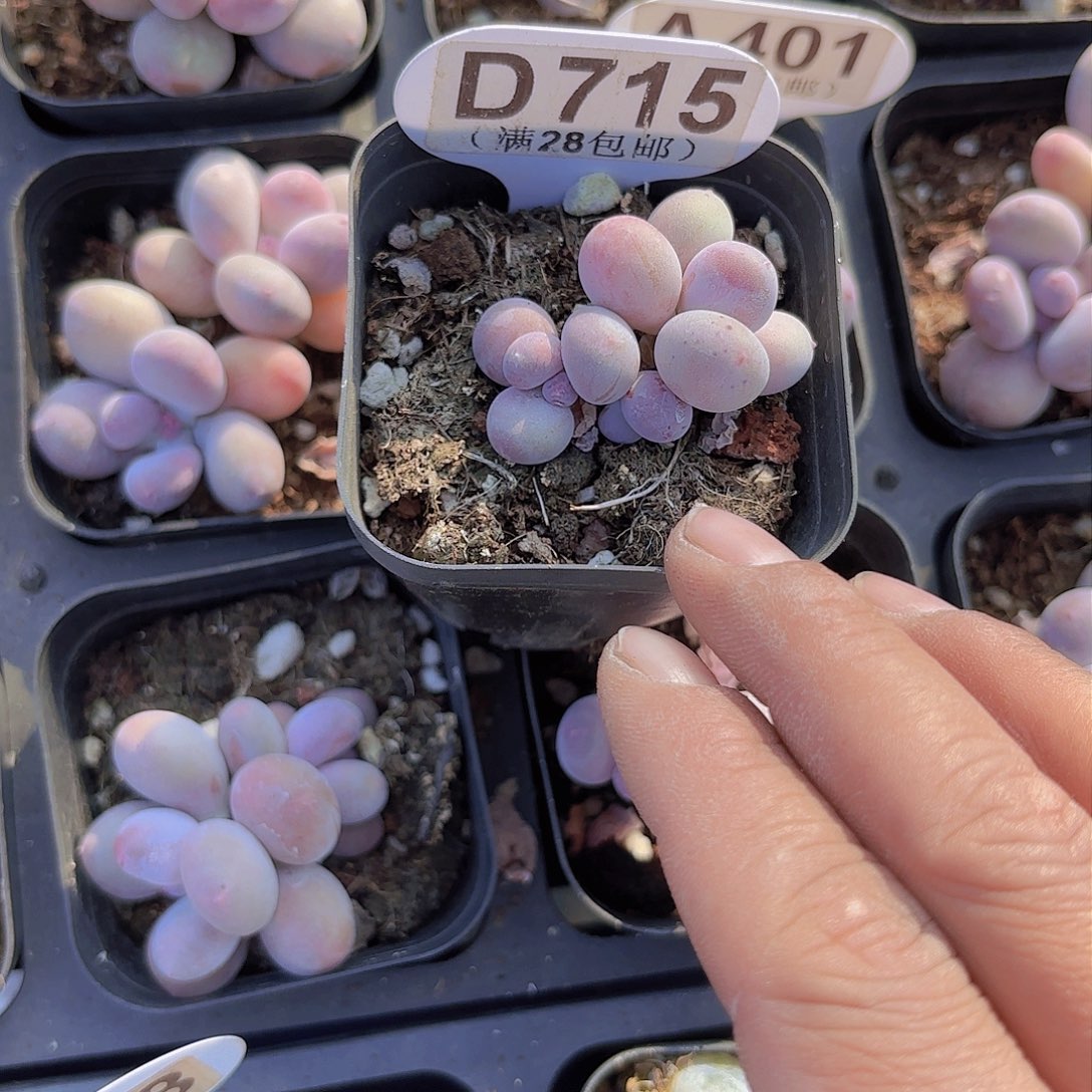 D715彩虹奶一物一拍