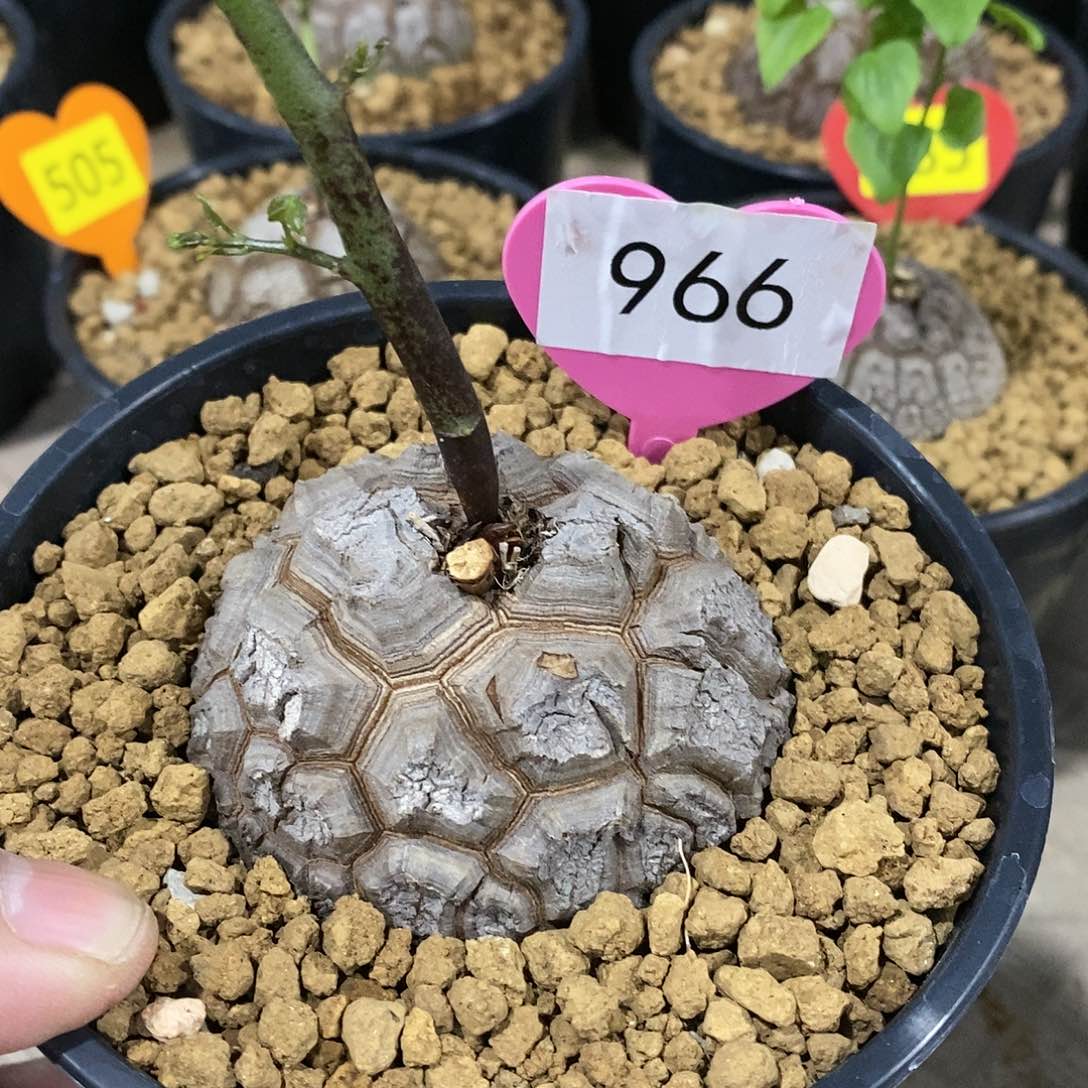 南非龟甲龙龟甲龙