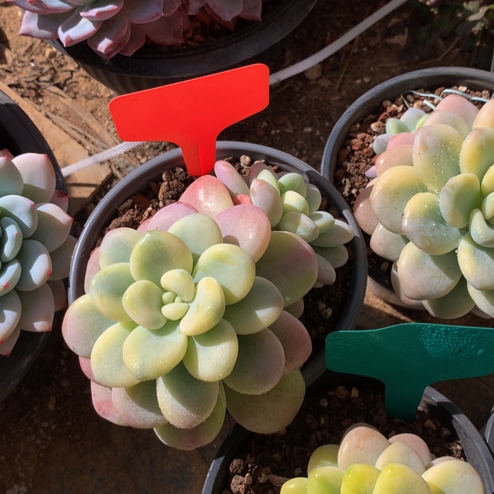 多欧吉误27727272727