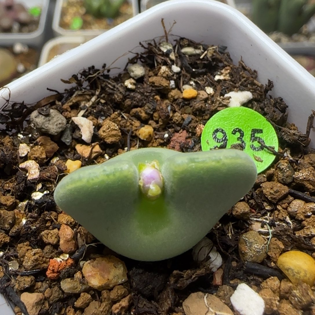 大眼睛空蝉2.2开花935