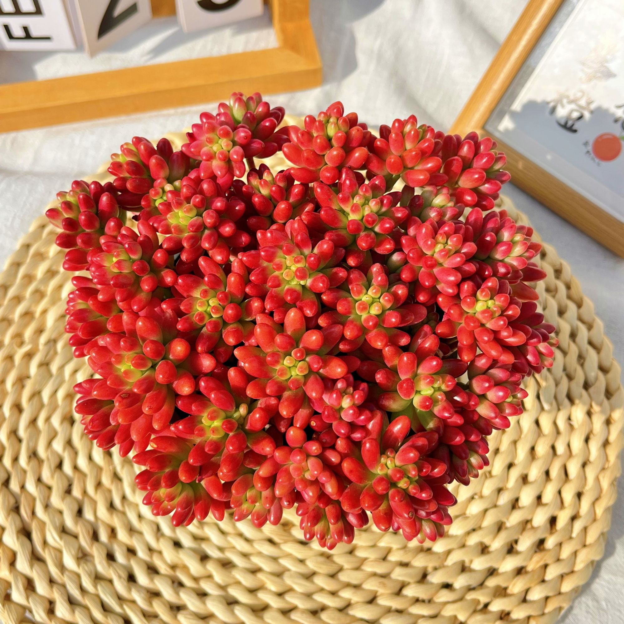 虹之玉多肉植物绿植盆栽红红火火适用庭院阳台客厅新手好养好看散