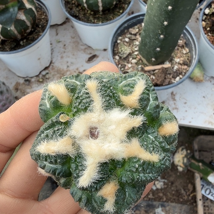 无花朵850金毛龟甲牡丹