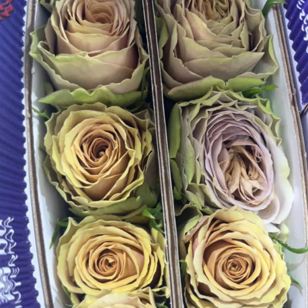 【玫瑰】泰迪熊 拍下三单及以上顺丰空运包邮10支装%20不售后