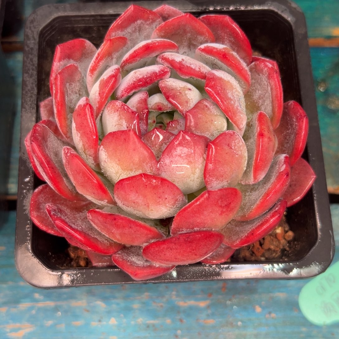 从前慢多肉精选编号1.2全明星