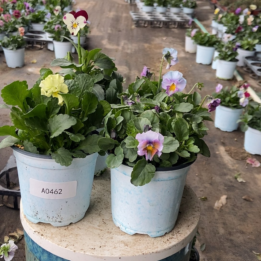 大部分花苞少量开放462