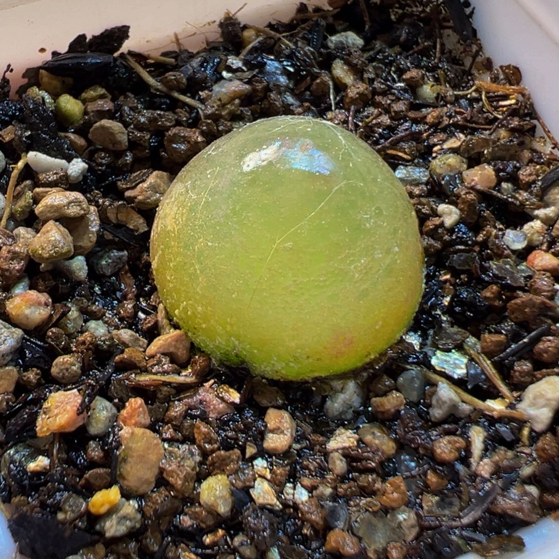 752多肉植物种类多样
