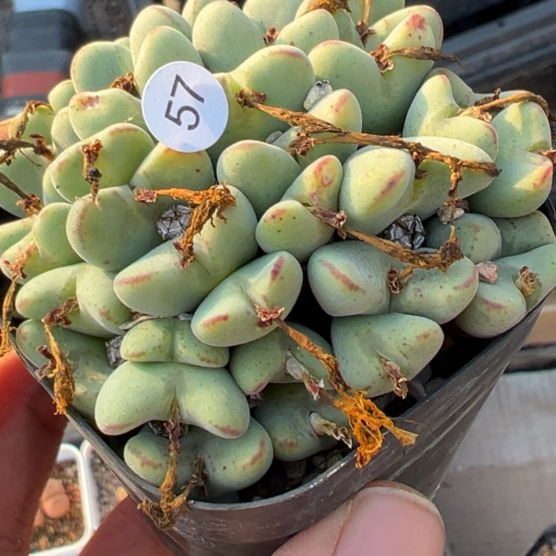 多肉植物111111111111