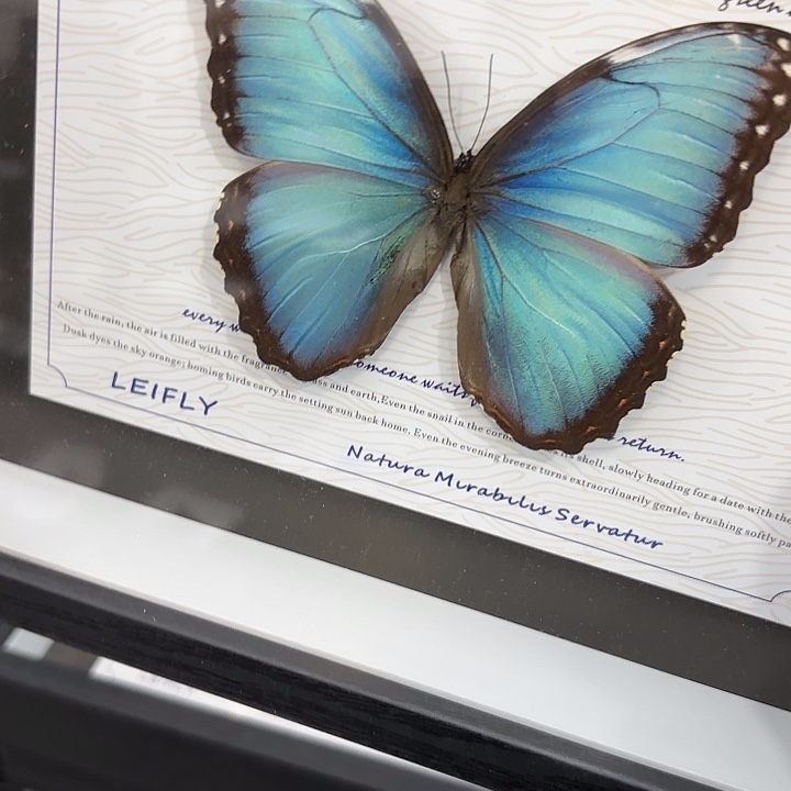 可***喵蝴蝶标本定制210@