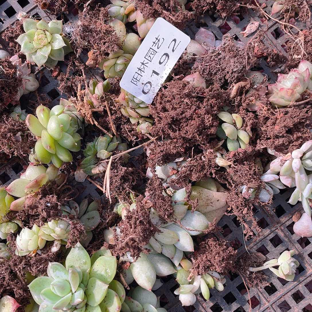 多肉植物多肉植物192