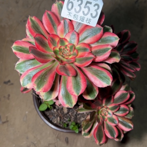 热恋多肉植物法师6353