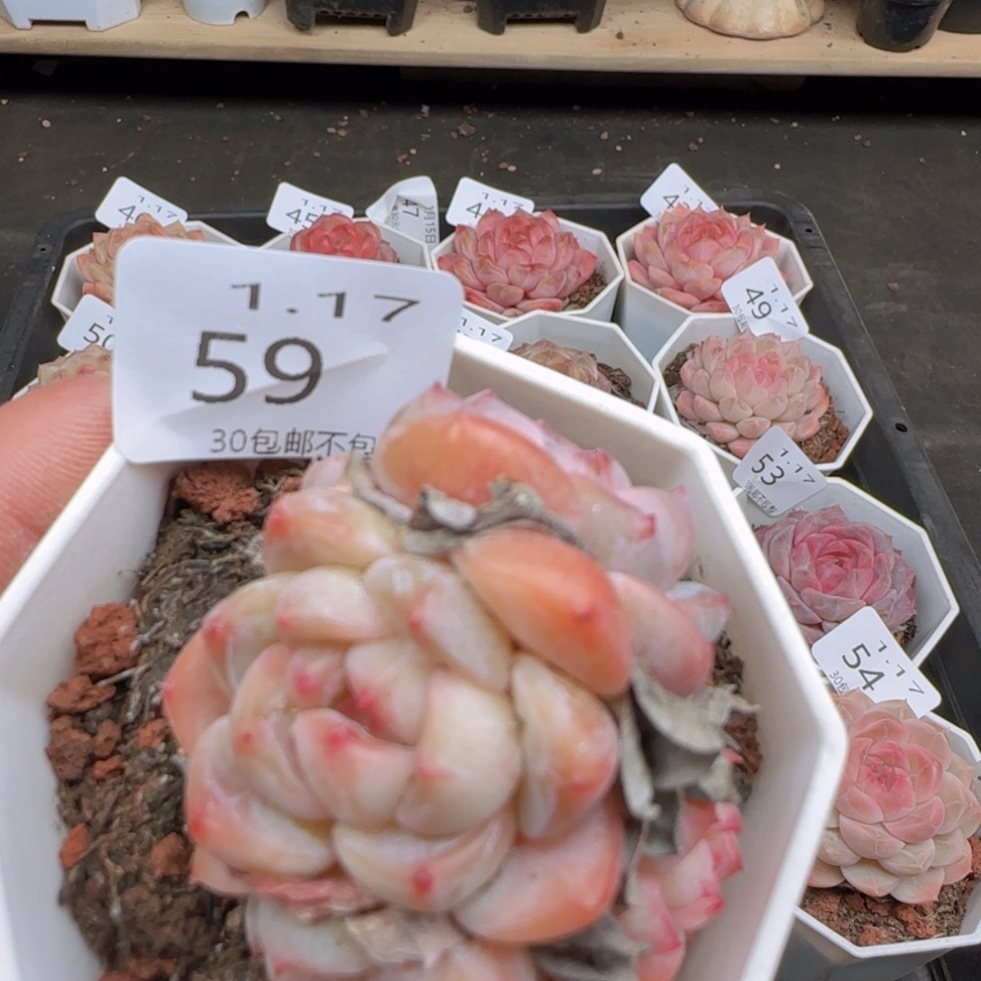 太妃糖四头一颗脱土发货