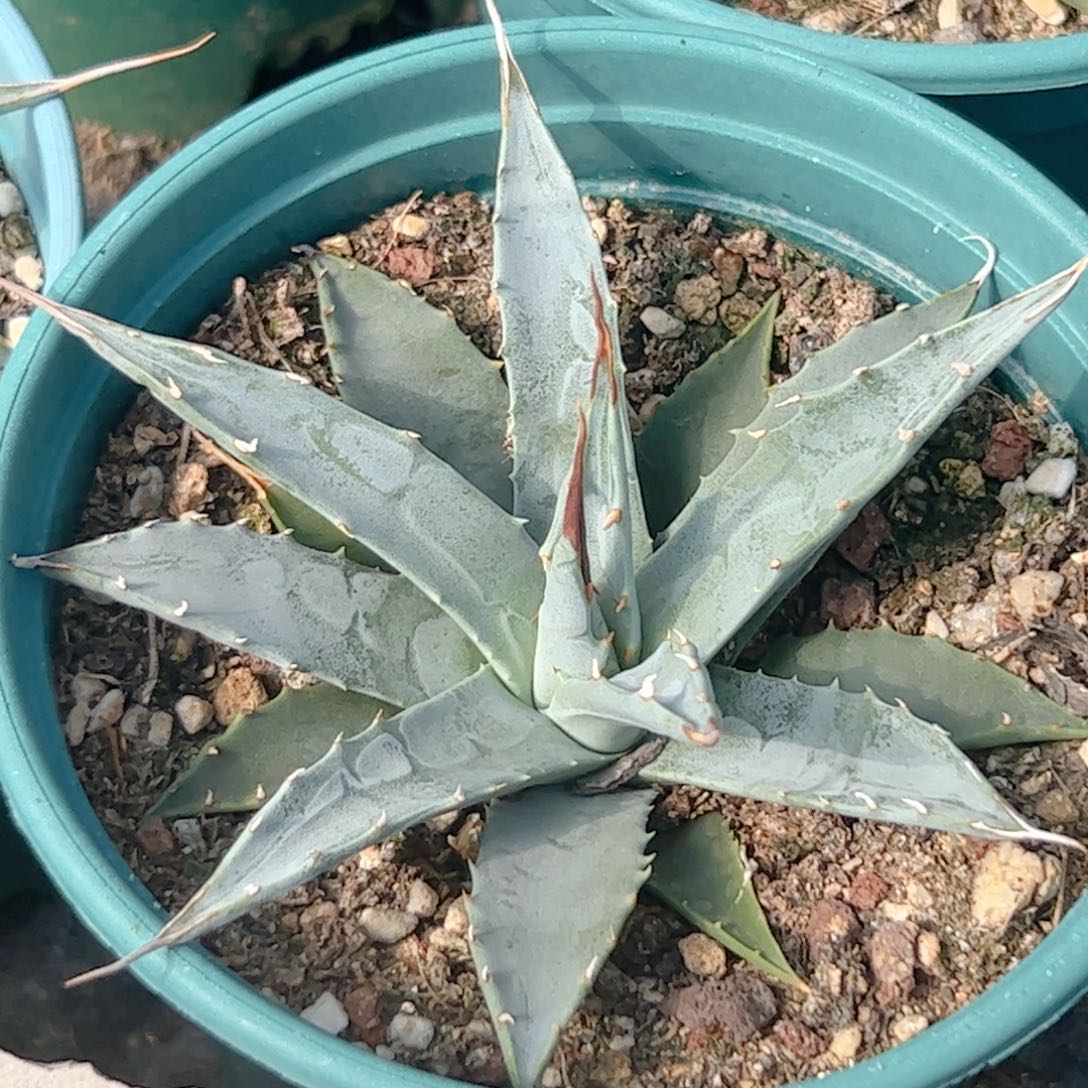 实生 曲刺妖炎仙人球